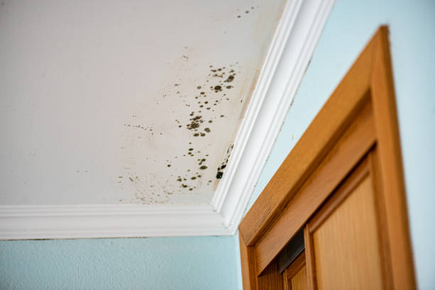 Best Bathroom Mold Remediation in Manche North Shore, CA