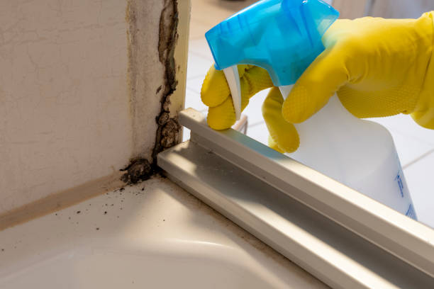 Camanche North Shore, CA Mold Remediation Company