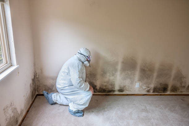 Best Post-Flood Mold Remediation in Manche North Shore, CA